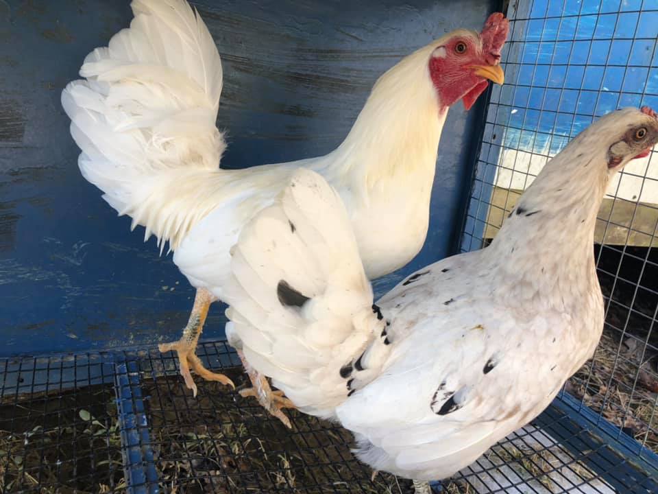 Good price! Leghorn chickens