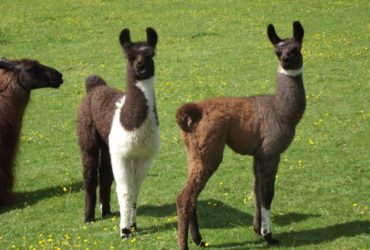 Llamas/Alcapas For Sale