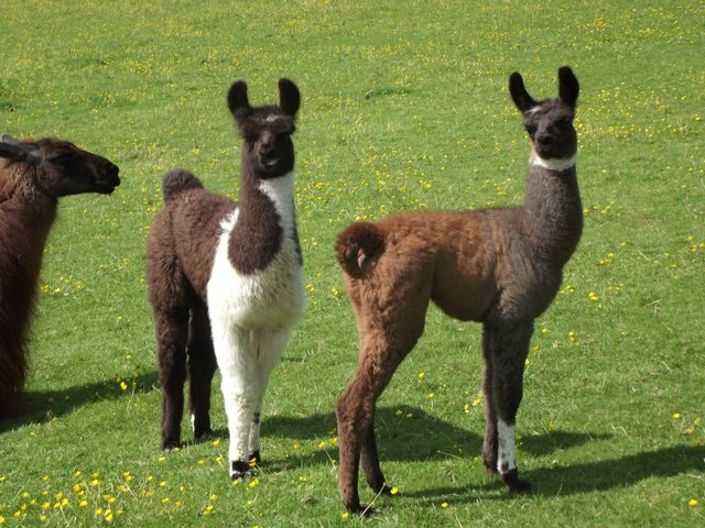 Llamas/Alcapas For Sale