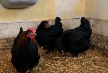 Good price! Marans chickens