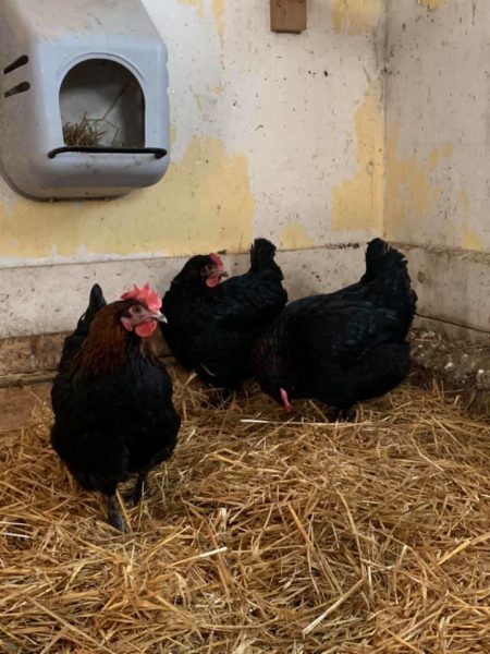 Good price! Marans chickens