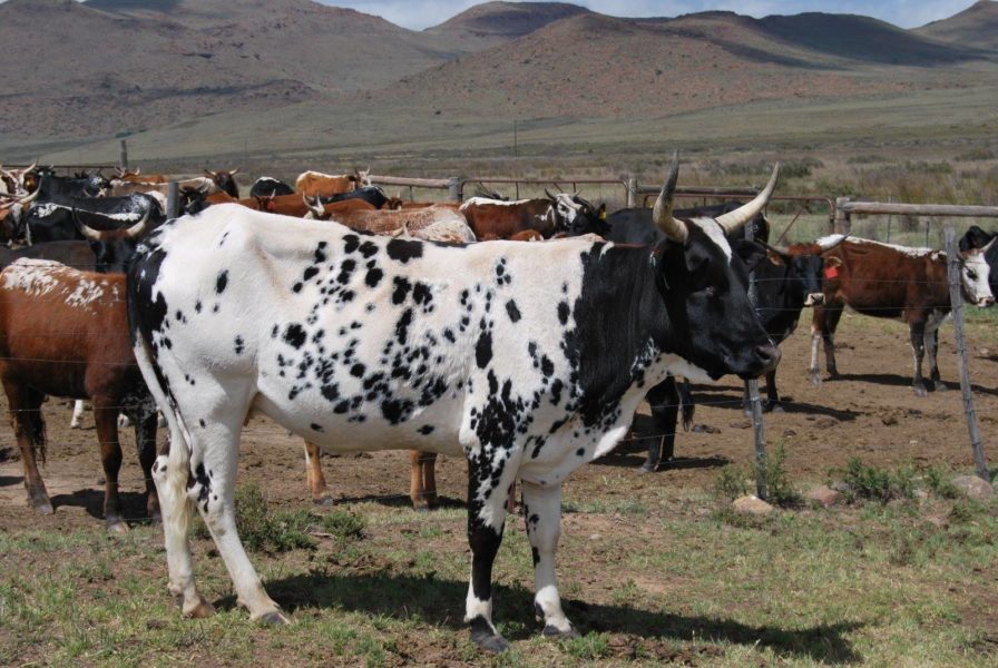Healthy Nguni Cattle And Calves
