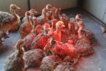 Ostrich Chicks and Fertile Eggs