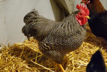 Good price! Plymouth Rock chickens