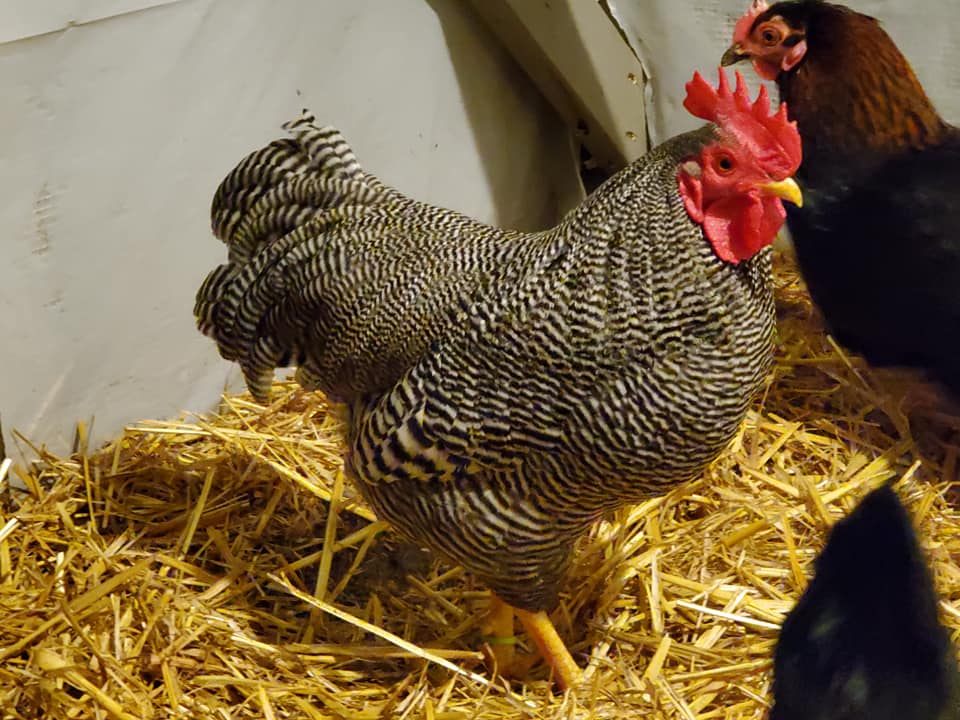 Good price! Plymouth Rock chickens