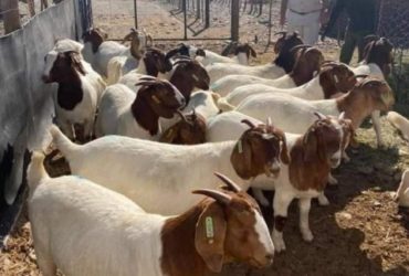 Boer Goats Stock available