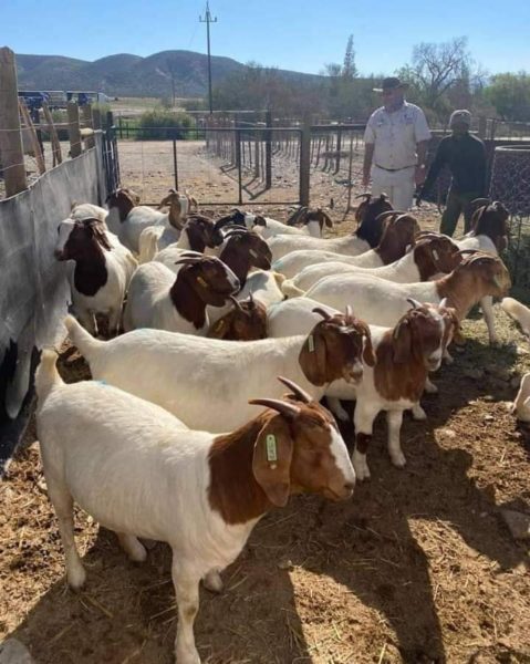 Boer Goats Stock available