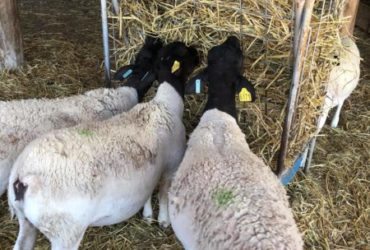 Dorper Sheep Ready for sale