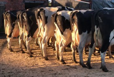 Dairy/Milking cattle Available