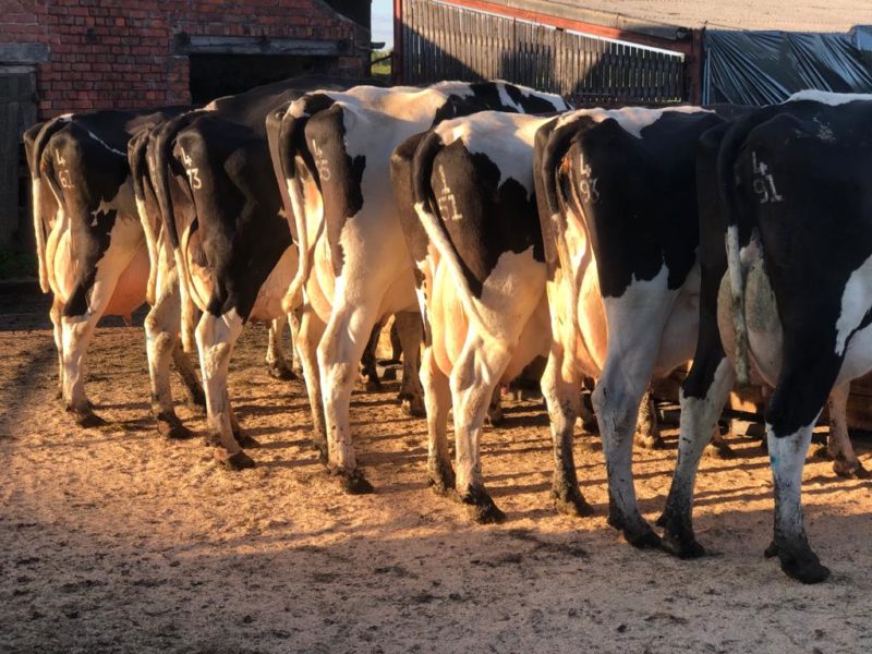 Dairy/Milking cattle Available