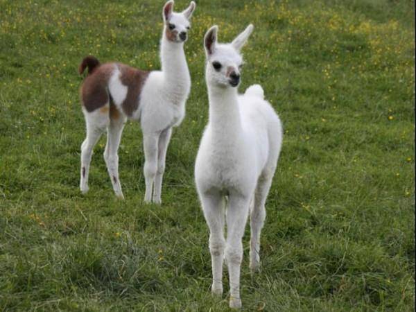 Llamas/Alcapas For Sale