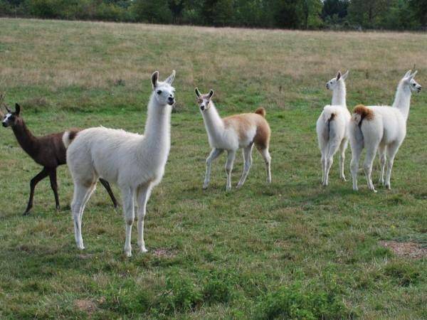 Llamas/Alcapas For Sale