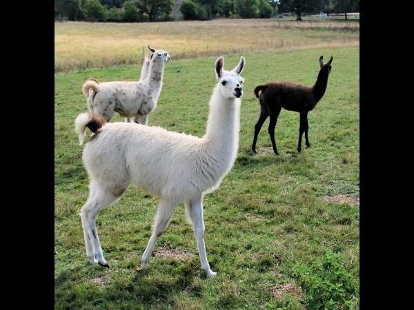 Llamas/Alcapas For Sale