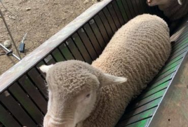 Merino Lambs available