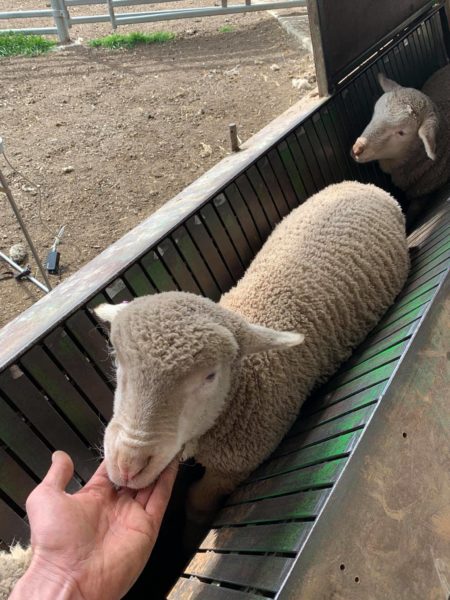 Merino Lambs available