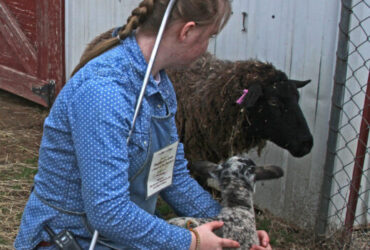 Small Ruminant Animal Husbandry & Herd Health Class