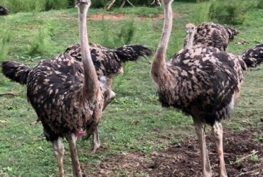 Home Breed ostrich chicks and eggs available