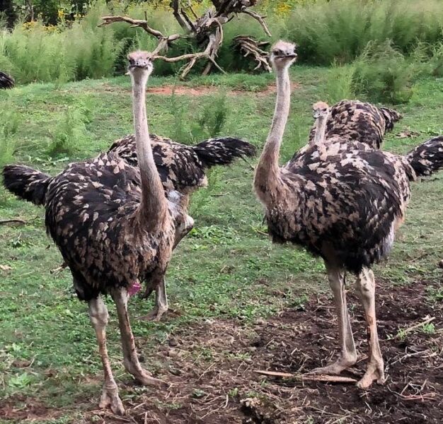 Home Breed ostrich chicks and eggs available