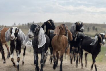 Nubian and Nigerian dairy goats