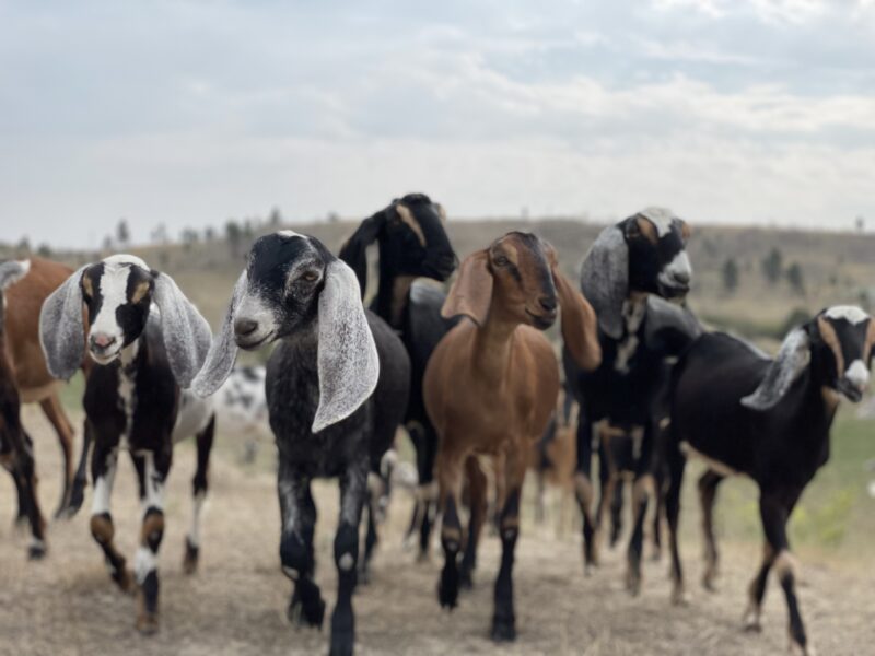 Nubian and Nigerian dairy goats