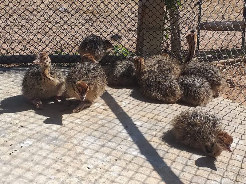 Home Breed ostrich chicks and eggs available