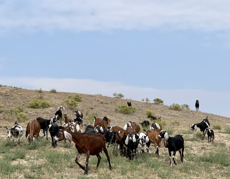 Nubian and Nigerian dairy goats