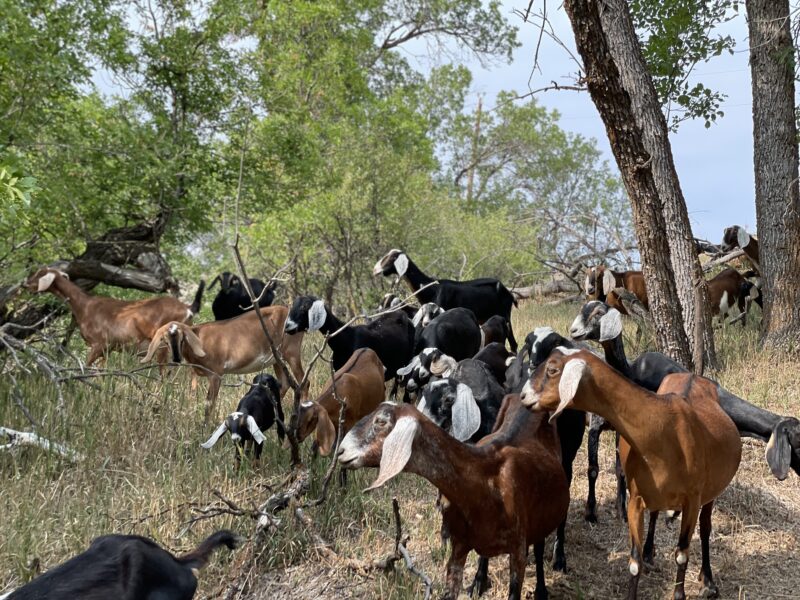 Nubian and Nigerian dairy goats