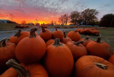 Pumpkin Festival at Shepherd's Cross