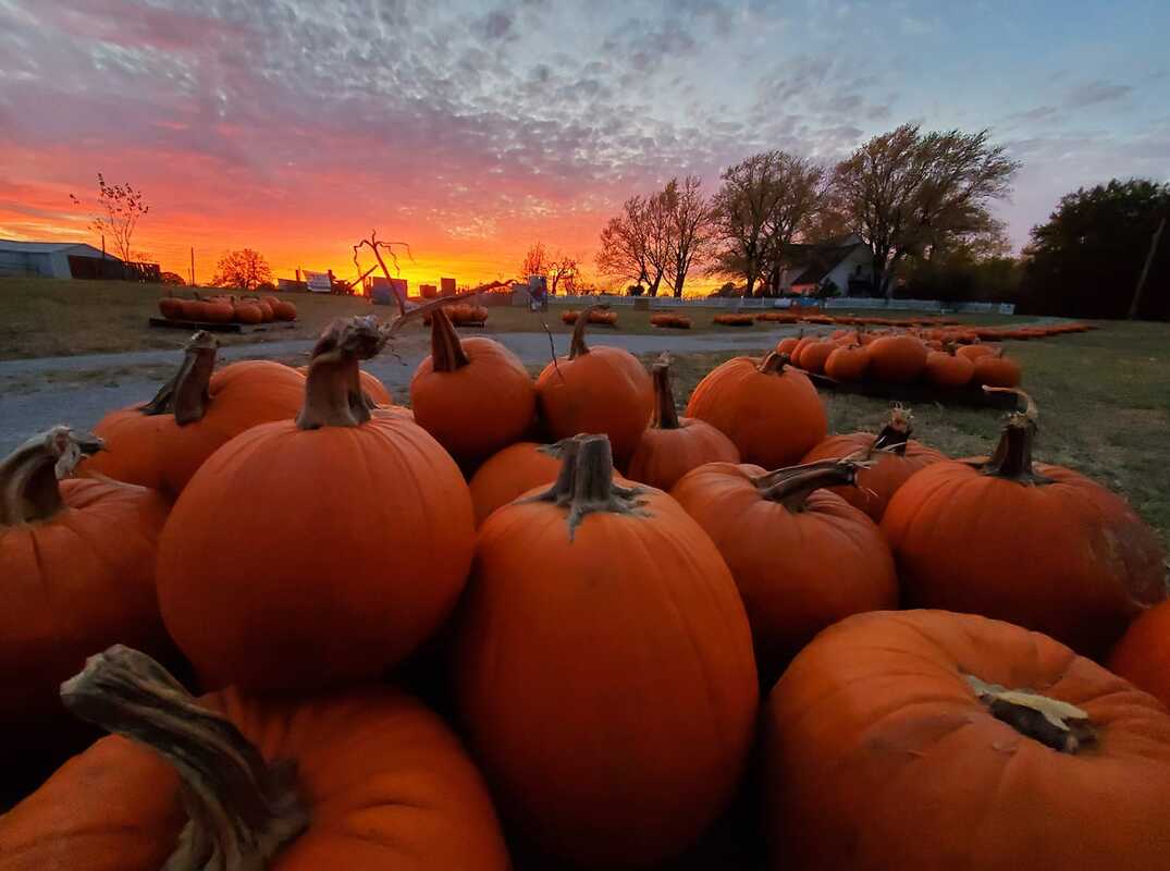 Pumpkin Festival at Shepherd's Cross