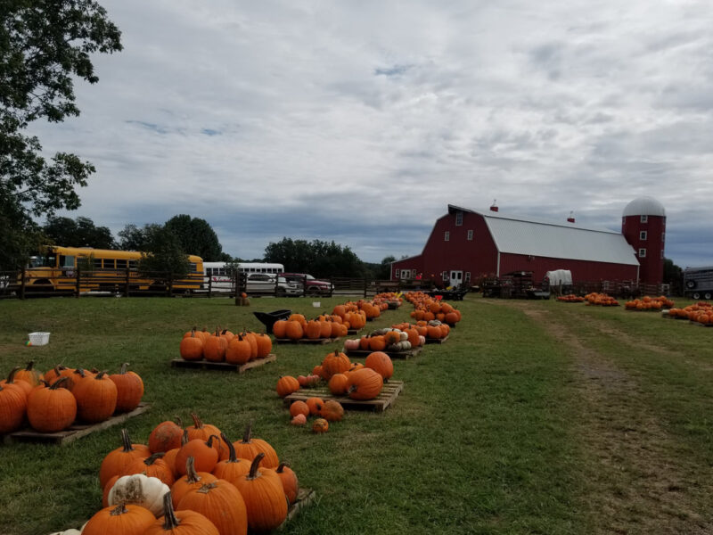 Pumpkin Festival at Shepherd's Cross