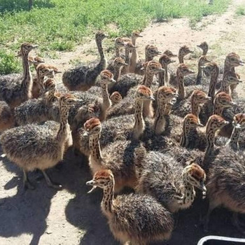 Chicks and Ostrich Eggs