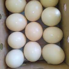 Chicks and Ostrich Eggs
