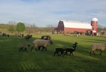 Spring & Summer Tours at Shepherd's Cross