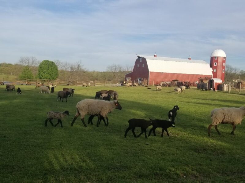 Spring & Summer Tours at Shepherd's Cross