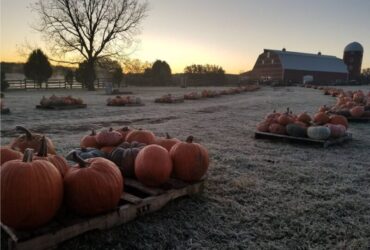 Pumpkin Festival