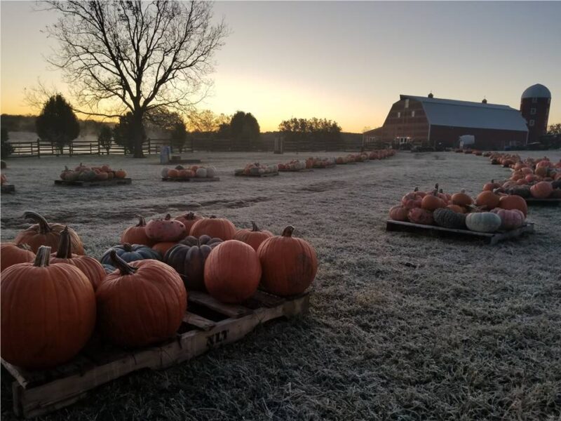 Pumpkin Festival