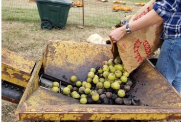 Black Walnut Hulling at Shepherd's Cross