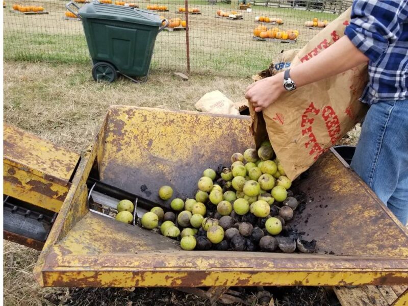 Black Walnut Hulling at Shepherd's Cross