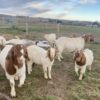 Impressive Boer and Kalahari goats for sale