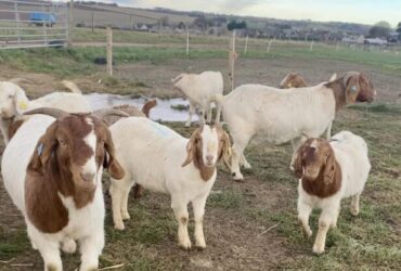 Impressive Boer and Kalahari goats for sale