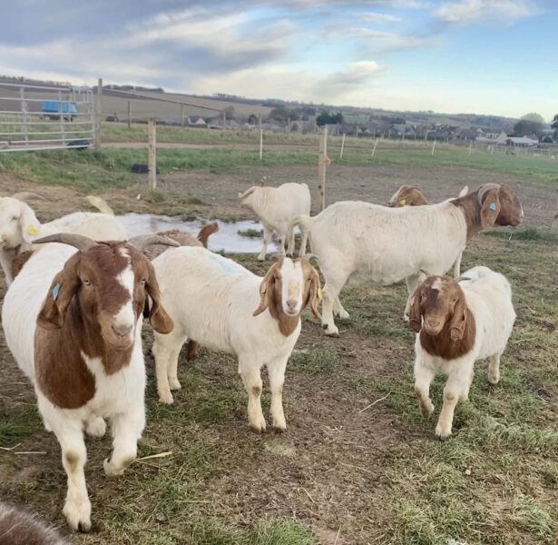 Impressive Boer and Kalahari goats for sale – National CSA Directory