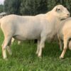 Katahdin Sheep for sale