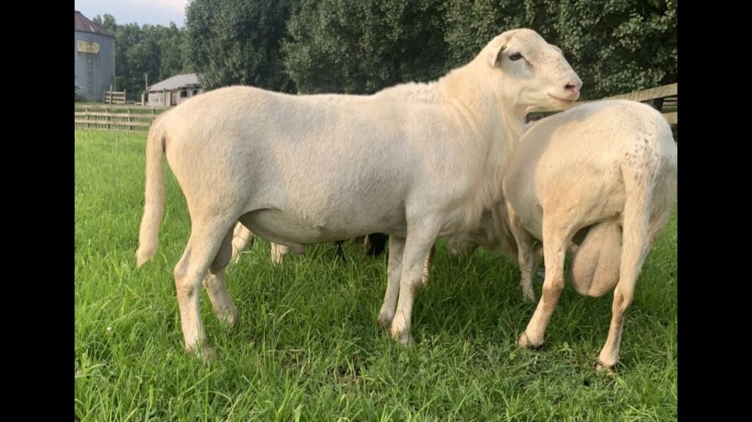 Katahdin Sheep for sale