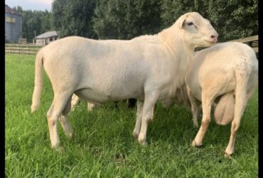 Katahdin Sheep for sale