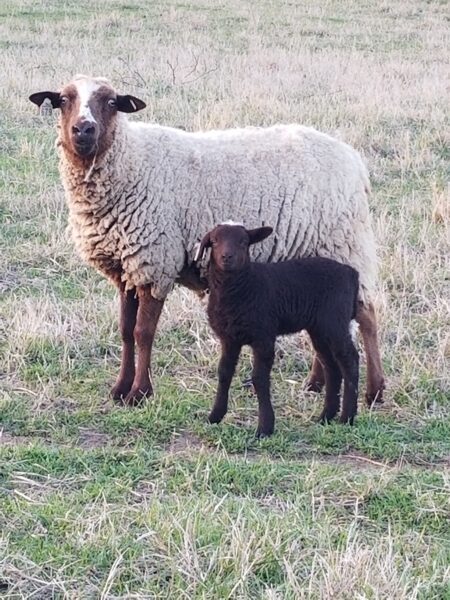 Woolly Weekend at Shepherd's Cross