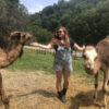 Help Wanted: Camel Caretaker and Camel Sitter