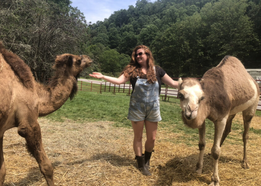 Help Wanted: Camel Caretaker and Camel Sitter