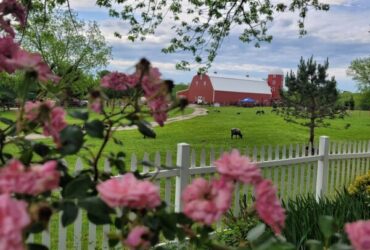 Summer Barn Sale & Plant Swap
