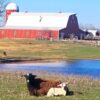 Spring & Summer Field Trips or Road Trips to Shepherd's Cross Farm