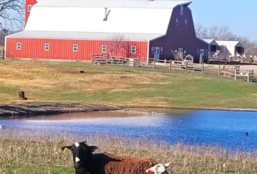 Spring & Summer Field Trips or Road Trips to Shepherd's Cross Farm